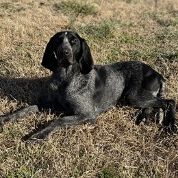 Star ⭐️ - Bluetick Coonhound