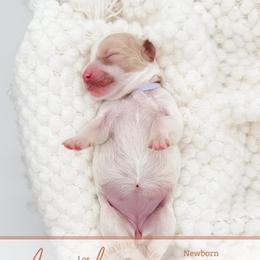 Angel - Parti female Goldendoodle puppy in California City, California from Summer Sun Doodles