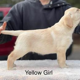 Labrador Retriever Puppies from Green Wave Labradors
