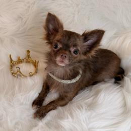 Envy - Chocolate brindled fawn female Chihuahua puppy in Houston, Texas from York-Chi House