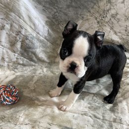 Dillon - Black brindle and white male Boston Terrier puppy in Lake City, Florida from RuckerRun Boston Terriers