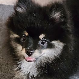 Girl 2 - Tri-colored female Pomeranian puppy in Turnersville, New Jersey from MK Exquisite Poms