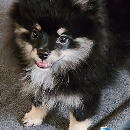 Girl 2 - Tri-colored female Pomeranian puppy in Turnersville, New Jersey from MK Exquisite Poms