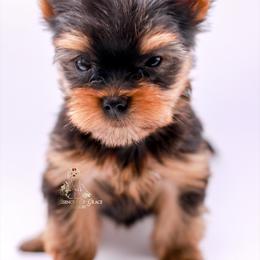 Yorkshire Terrier Puppies from Essence of Grace Yorkies