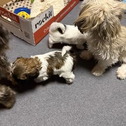 Shihpoo and Shih Tzu Puppies from Goracke Family
