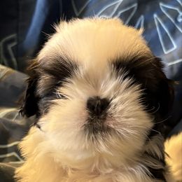 Boy 1 - Gold and white Shih Tzu puppy in Madras, Oregon from Maridee’s ShihTzu
