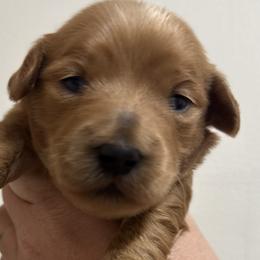 Boone - Brown male Double Doodle puppy in Hendersonville, Tennessee from My Sweetest Doodle