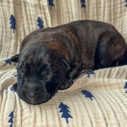 Brigitta (Orange) - Gold brindle female Dutch Shepherd puppy in Slippery Rock, Pennsylvania from Pytka Performance K9