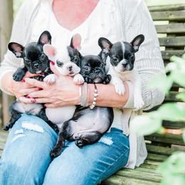 French Bulldog Puppies from Thelma's Bullys