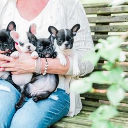 French Bulldog Puppies from Thelma's Bullys