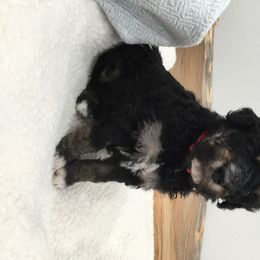 Bernedoodle Puppies from Cry Woof LLC