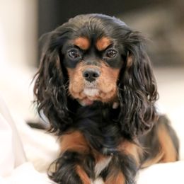 Cavalier King Charles Spaniel Puppies from West Coast Cavaliers