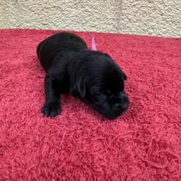 Belle - Black female Miniature Schnauzer puppy in Comanche, Texas from Circle R Sidney