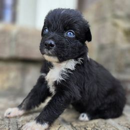 Pic coming soon - Black & white female Australian Shepherd puppy in Wrightsville, Georgia from Wild Magnolia Farms Aussies