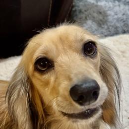 DGD Rosie - Dachshund