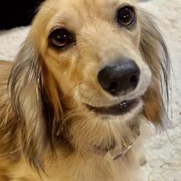 DGD Rosie - Dachshund