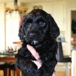 Portuguese Water Dog Puppies from Chien D’Eau Portuguese Water Dogs