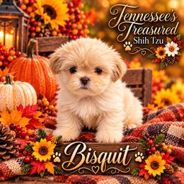 Lavender Boy - White male Shih Tzu puppy in Bethpage, Tennessee from Tennessee's Treasured Shih Tzus