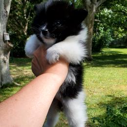 Mindy - Black parti female Pomeranian puppy in Forsyth, Illinois from Amazing Grace Pomeranians