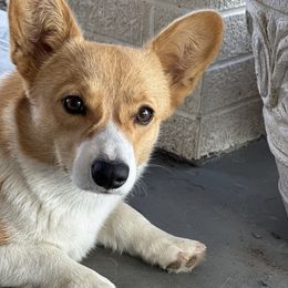 Mae - Pembroke Welsh Corgi