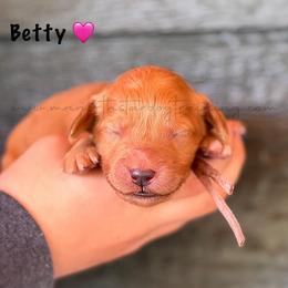 Betty - Apricot female Goldendoodle puppy in Lancaster, Minnesota from North Star Dog Training