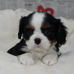 Evan - Tri-color male Cavalier King Charles Spaniel puppy in Lula, Georgia from Cavaliers by Crumley