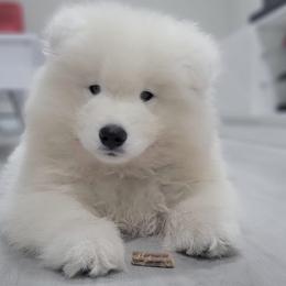 Samoyed Puppies from Mountain Laurel Samoyeds