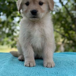 Aspen - Golden female Golden Retriever puppy in Touchet, Washington from Northwest Rainbow Aussies and Golden Retrievers