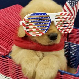 Golden Retriever Puppies from SUN-GOLDEN KENNELS