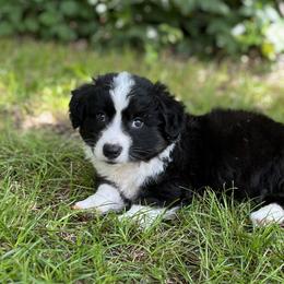 Ace-fluffy - Black and white male Cardigan Welsh Corgi puppy in Hope, Arkansas from Foxy Knoll Farm