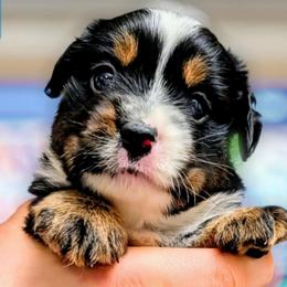 Tilly - Black tri female Miniature Australian Shepherd puppy in Punta Gorda, Florida from Christie's Creekside Aussies