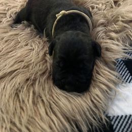 White collar - Black female Cane Corso puppy in Fritch, Texas from Carrie Brown's Cane Corsos