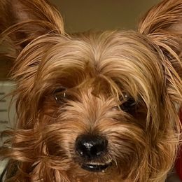 Denali - Black and gold female Yorkshire Terrier puppy in Tyler, Texas from YorkiStars