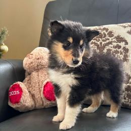 Girl 2- Ebony - Black white and tan female Collie puppy in Allendale, Michigan from River-Valley Collies