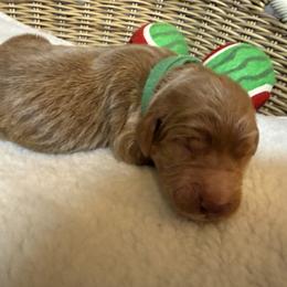 Boy 2 - male Goldendoodle puppy in Clermont, Florida from Da Ruba Doodles