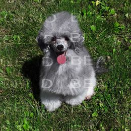 Poppy - Poodle
