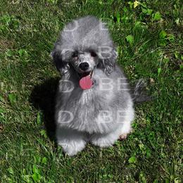 Poppy - Poodle