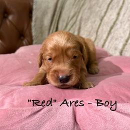 Ares - Dark golden male Golden Retriever puppy in Weston, Missouri from Love is Golden