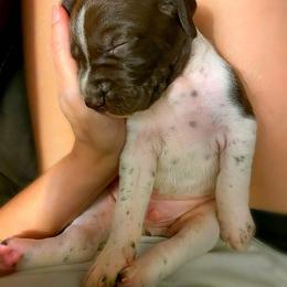 German Shorthaired Pointer Puppies from Thunder Mountain Gun Dogs