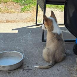 Rafiki - Sable female Pembroke Welsh Corgi puppy in Saint John, Washington from Fuzzbutt Farm's Corgis