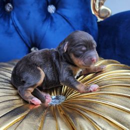 Havapoo puppies from Farquharson's Poodles&Doodles