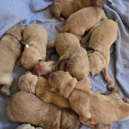 Girl 4 - female Golden Retriever puppy in Greenbrier, Tennessee from Glambleberry Goldens