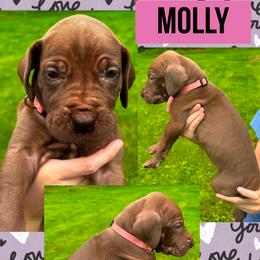 MOLLY - female Great Dane puppy in Wellsville, New York from Prophecy Danes