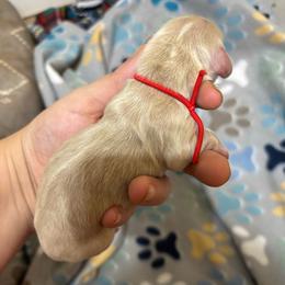 Eddy - Cream male Dachshund puppy in Wichita Falls, Texas from Long Dogs in The Falls