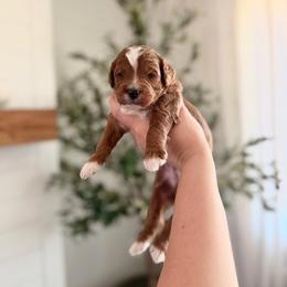 Blaze - Red  male Goldendoodle puppy in Vancouver, Washington from Blissful Doodles