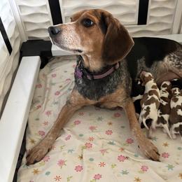 RILEY - Beagle