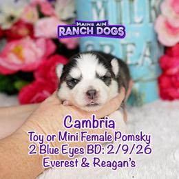 Cambria - Black and white female Pomsky puppy in Humeston, Iowa from M.A.R. Dogs