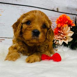 Logan - Red male Cavapoo puppy in Nixa, Missouri from Davis Family Doodles