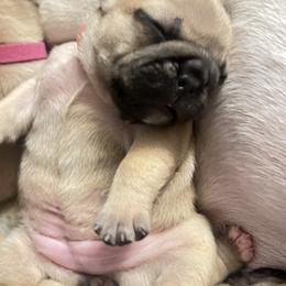 French Bulldog Puppies from White Hippo Frenchies