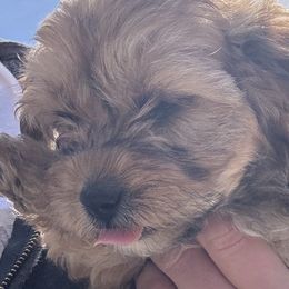 Cavapoos and Cavapoochons from Wine country cavapoos